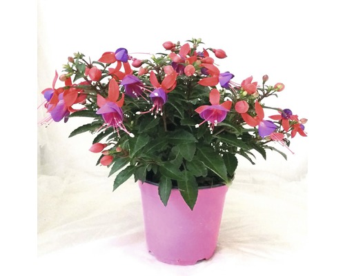 Fuchsia FloraSelf Fuchsia Cultivars Ø 14 cm pot