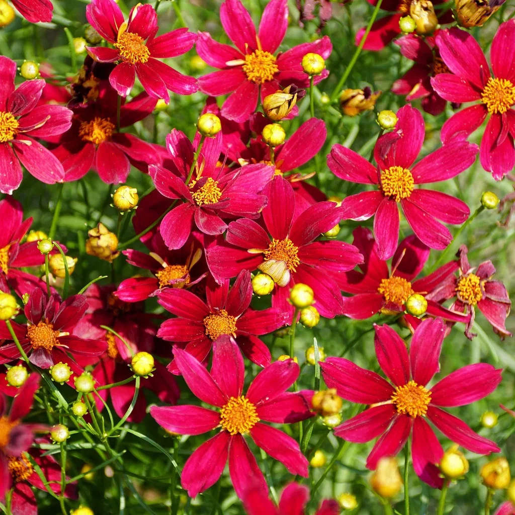Coreopsis vert. 'Ruby Red' Kransvakkerye  'Ruby Red' Ø11 cm