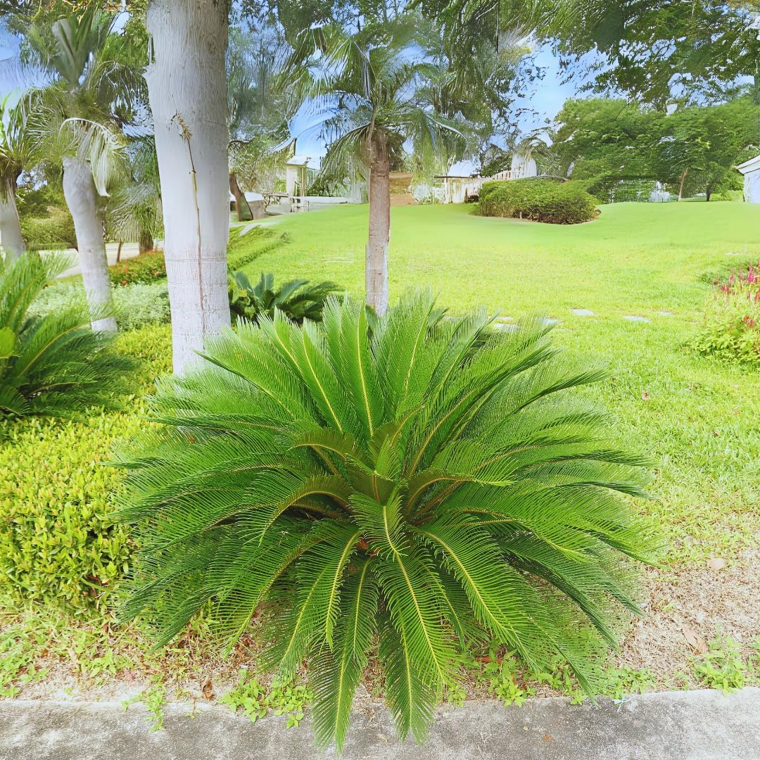 Cycas Revoluta Zierpflanze - auf Topf von 20 Höhe 80 cm
