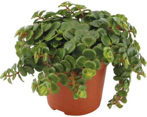 Sedum makinoii (FloraSelf) H 15-20 cm Ø 10,5 cm pot