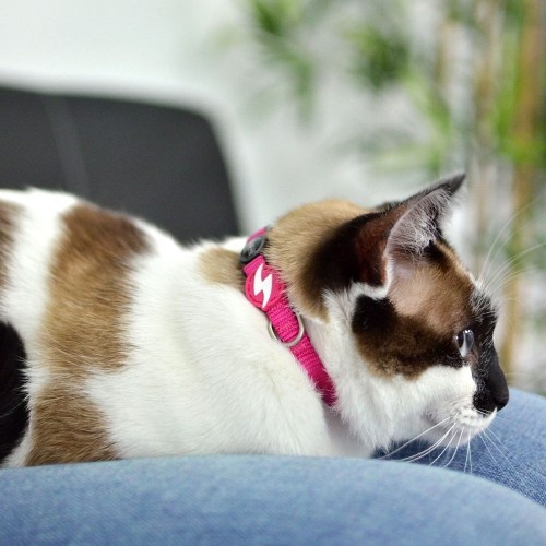Coleira rosa de náilon para gatos
