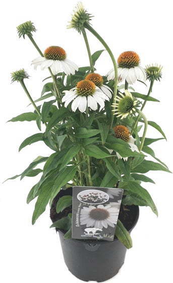 Zonnehoed (Echinacea purpurea 'SunSeekers White') D 17 H 45 cm