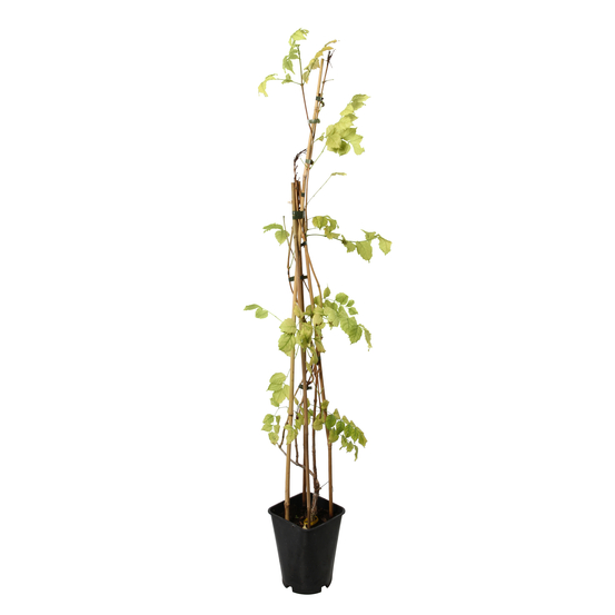 Campsis 'Madame Galen' - Tipi- Pot 6L