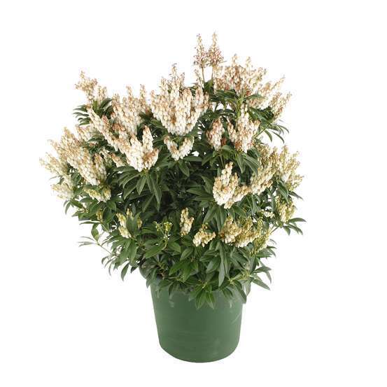 Pieris japonica ' Cupido ' : H. 40/50 cm ctr 6L