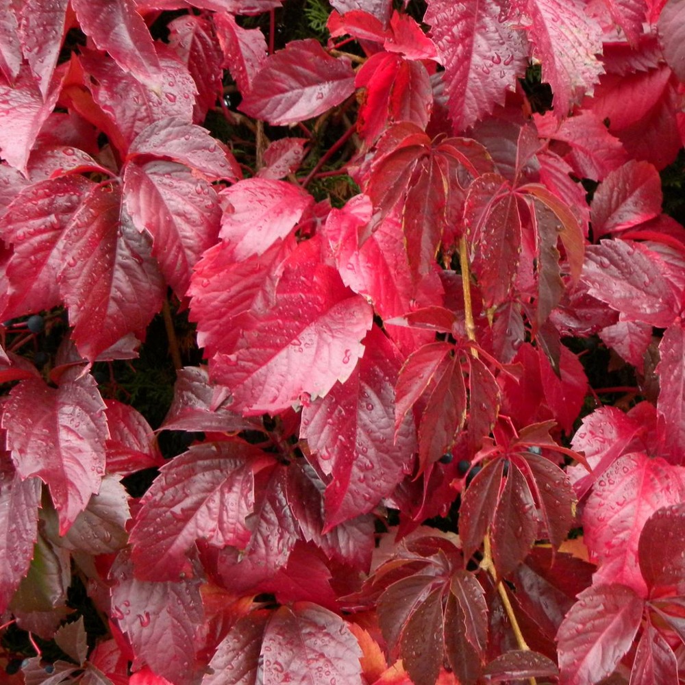 Vigne vierge quinquefolia/parthenocissus quinquefolia[-]godet - 5/20 cm