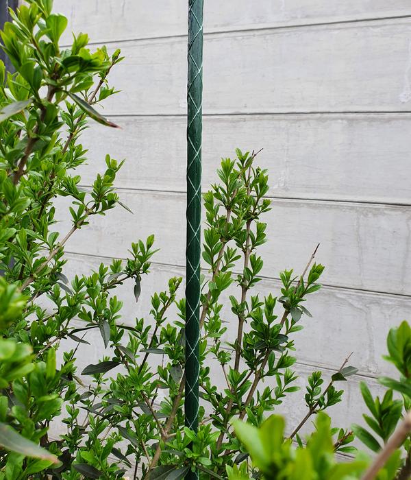 Dehner Fiberglas-Pflanzenstab