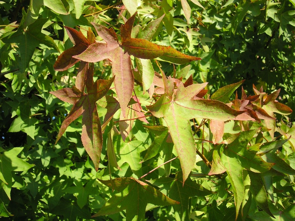 Copalme d'amérique - 100 graines - liquidamber styraciflua