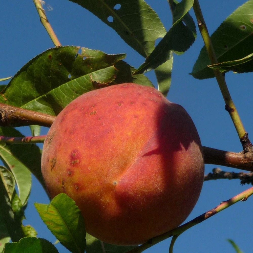 Pêcher persica redwing/prunus persica redwing[-]pot de 10l - gobelet 2 ans