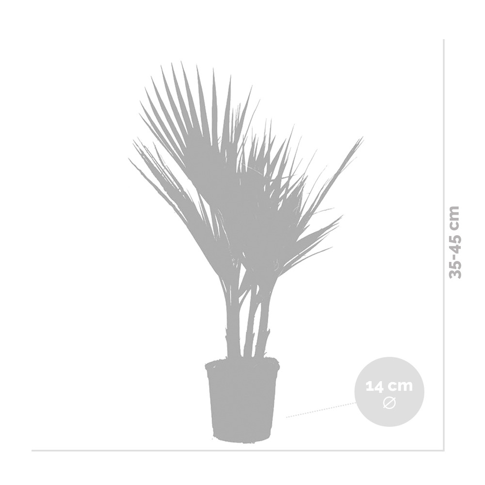2x washingtonia robusta - palmier mexicain - palmier extérieur - persistant – ⌀14 cm - ↕35-45 cm