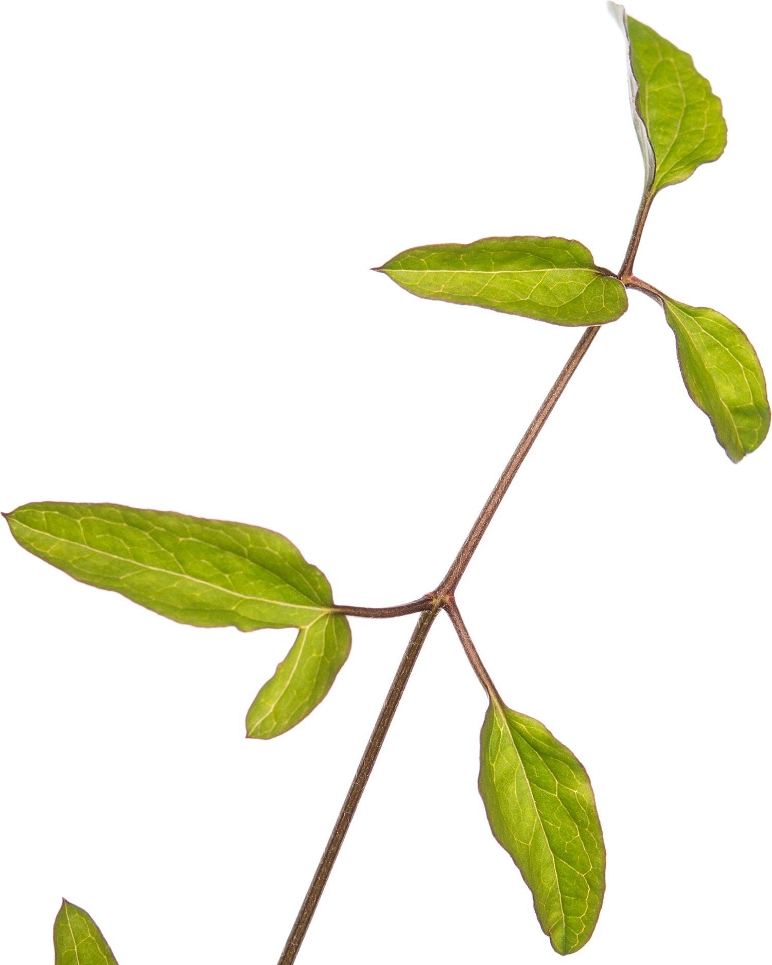 Bosrank (Clematis viticella 'Rubra') D 16 H 75 cm