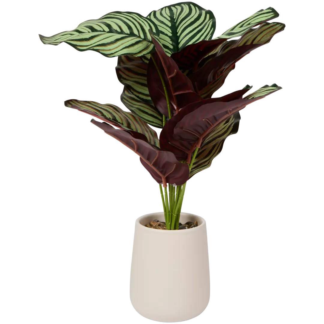 Calathea en pot Excellent Flowers