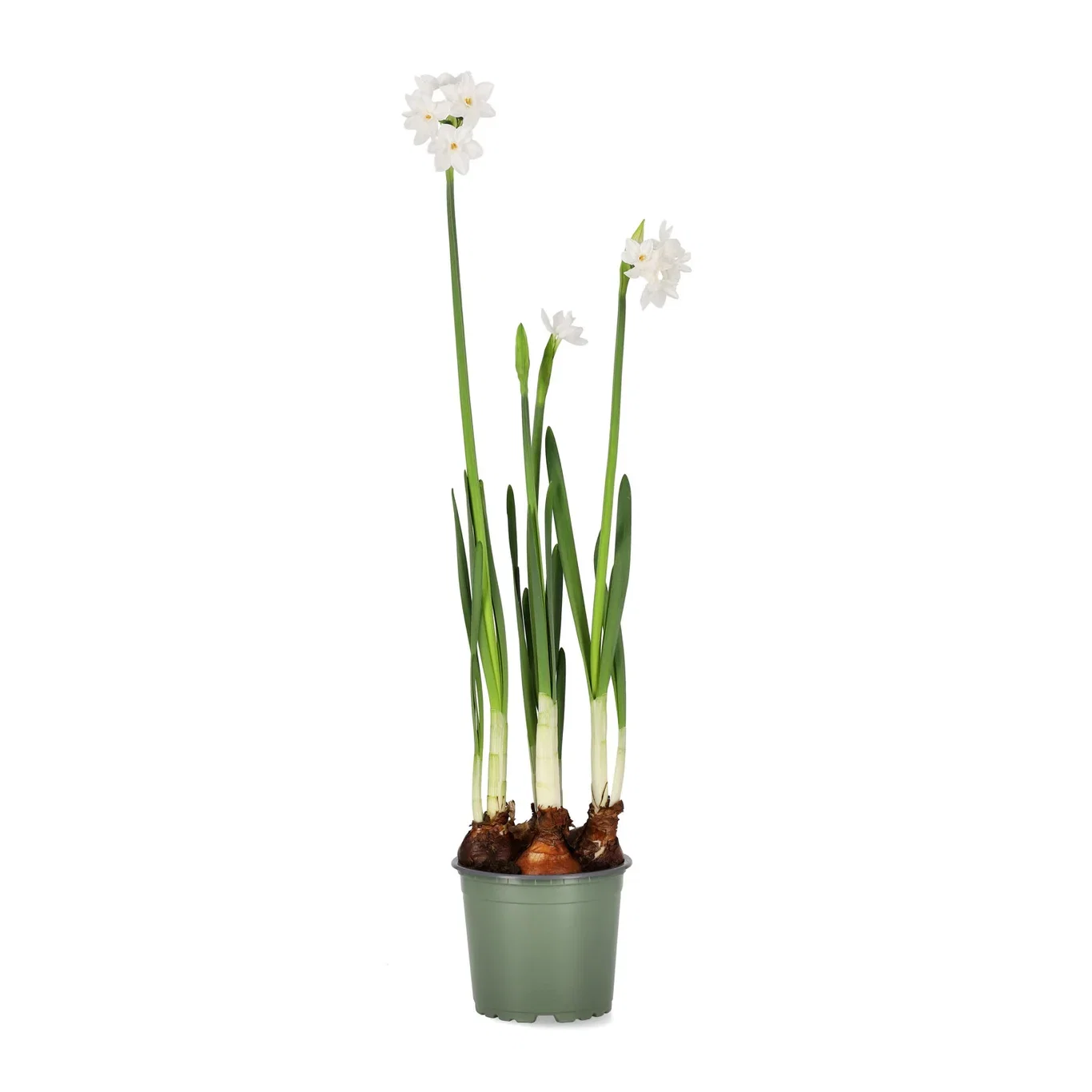 Narcissus papyraceus 'Ziva' Hvit tasettnarsiss 'Paperwhite Ziva' Ø12 cm