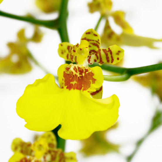 Orchidée Oncidium 'Munsterland' 1 tige - pot D.12 cm