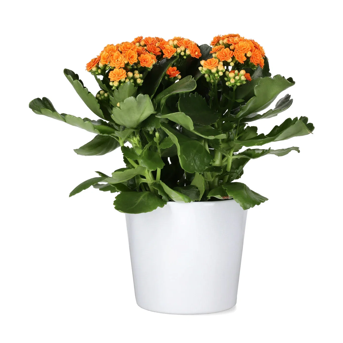 Kalanchoe maxi orange 14cm Ildtopp Høyde 30 cm