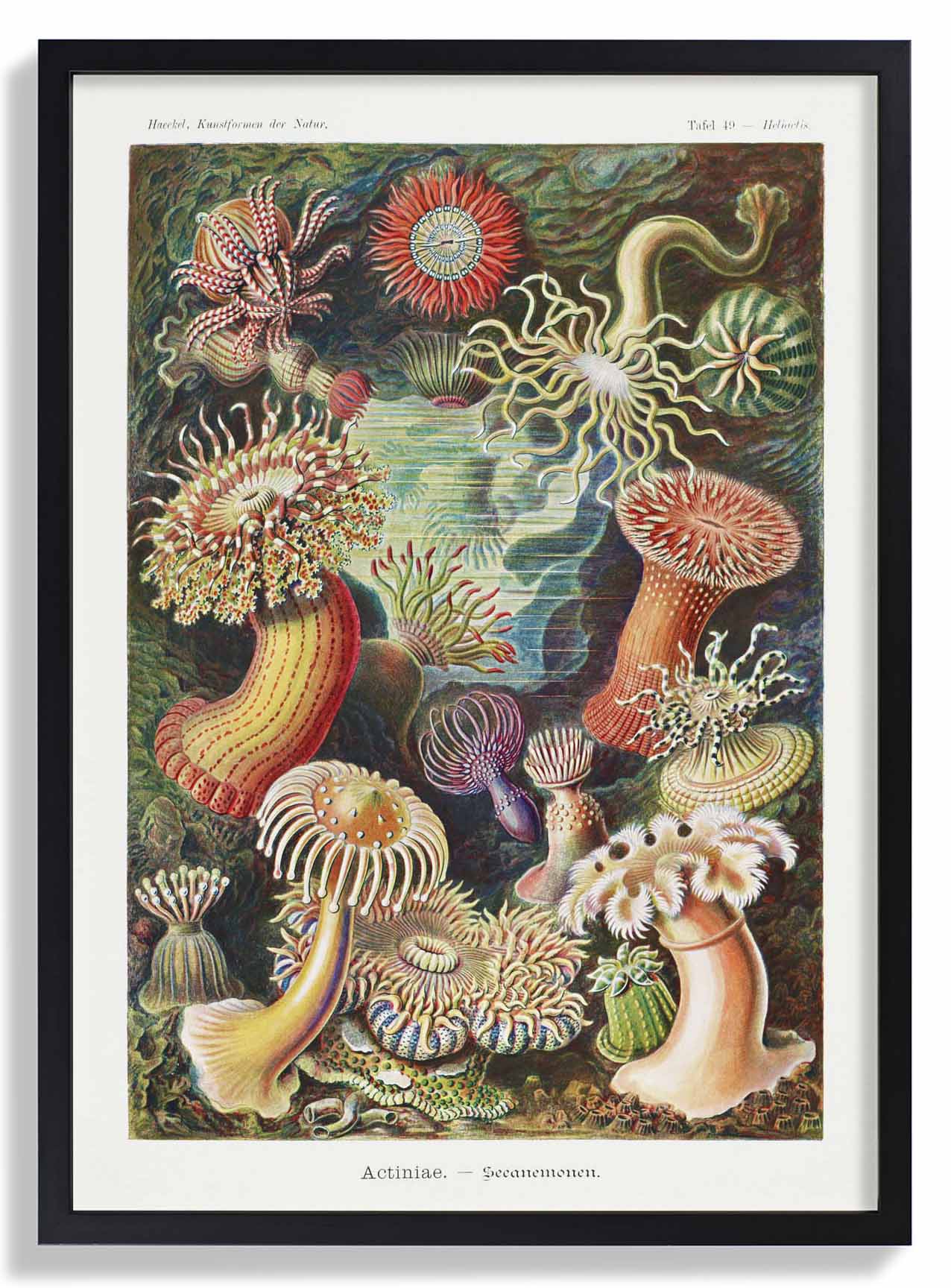 Actinia Anemonen von Ernst Haeckel
