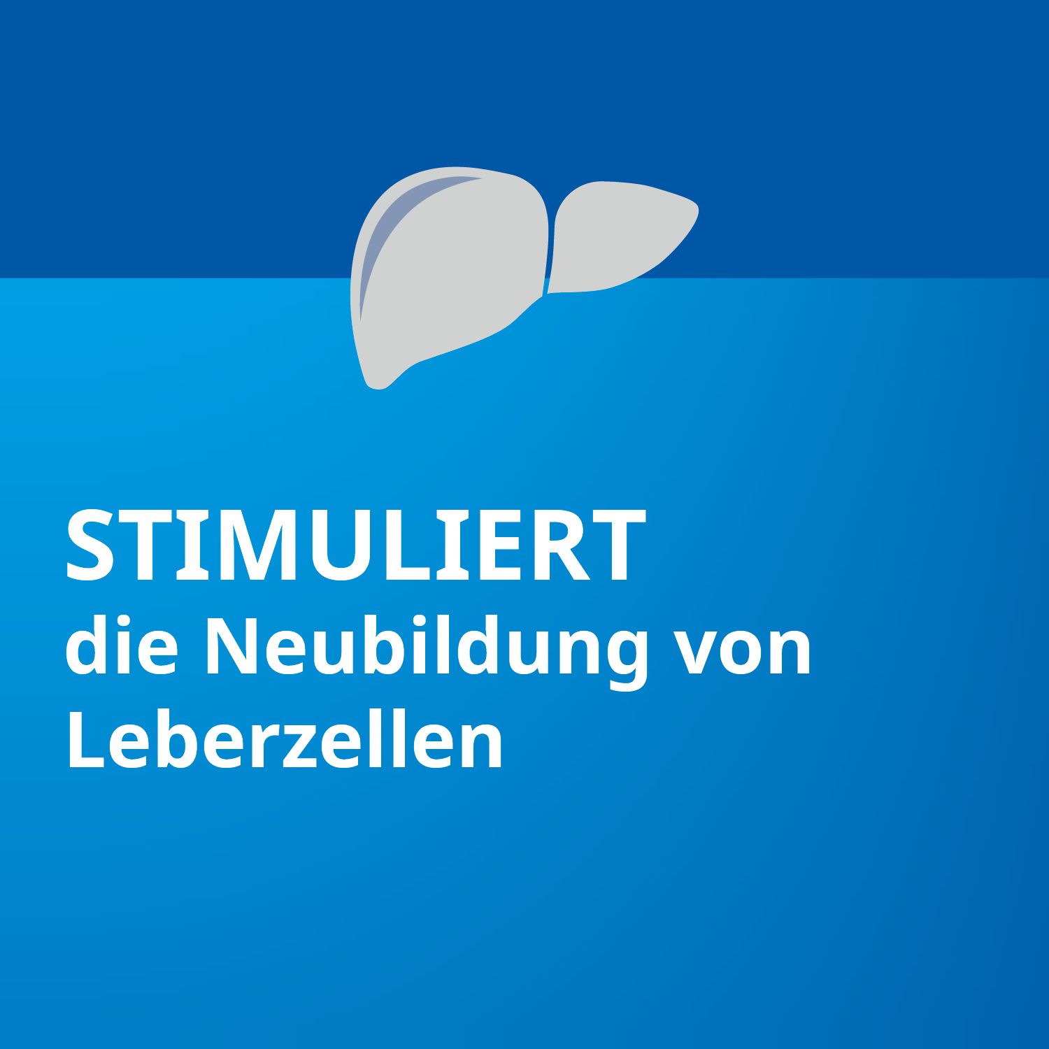 Silymarin STADA®, bei chronisch-entzündlichen Lebererkrankungen, Leberzirrhose und toxischen Leberschäden,