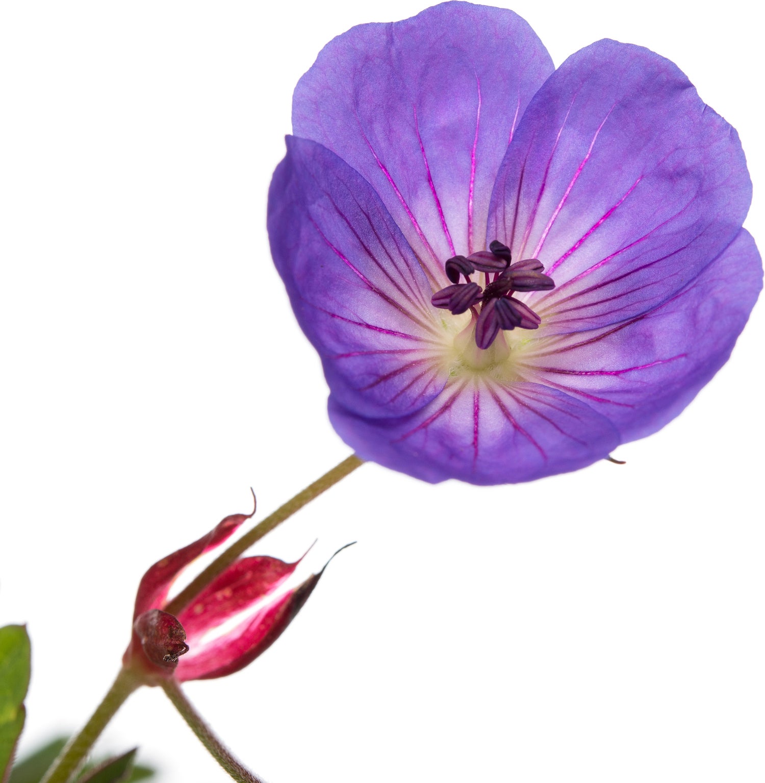 Ooievaarsbek (Geranium 'Rozanne') D 11 H 10 cm