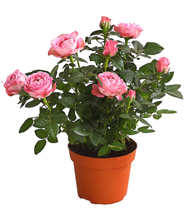 Großblütige Topfrose - Rosa chinensis,