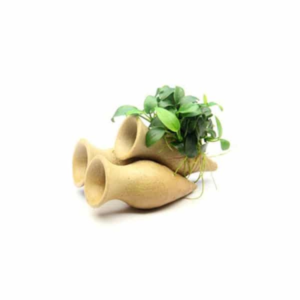 Anubias nana bonsaï sur amphores pour crevettes