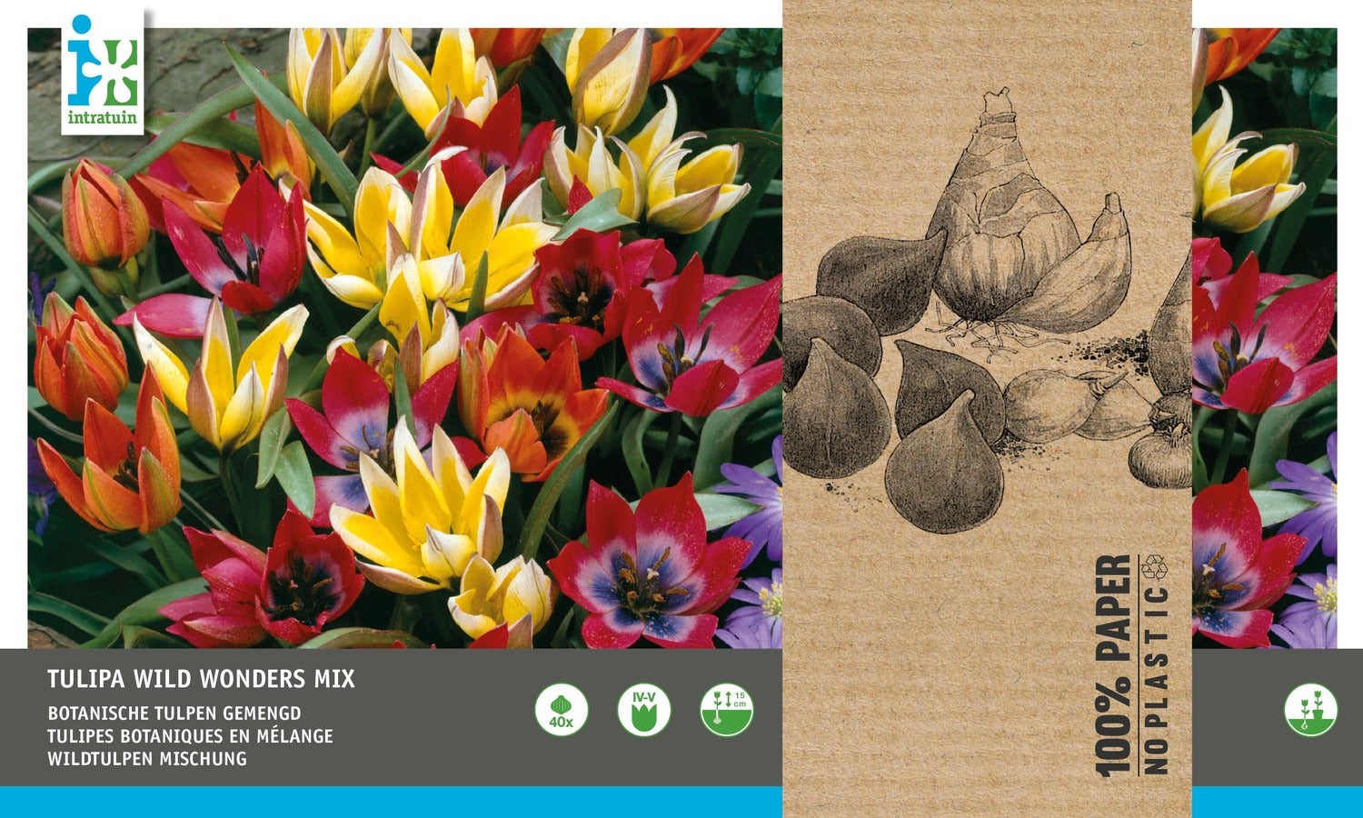 Intratuin bloembollen Tulp (Tulipa 'Wild Wonders') rood, oranje, geel 40 stuks