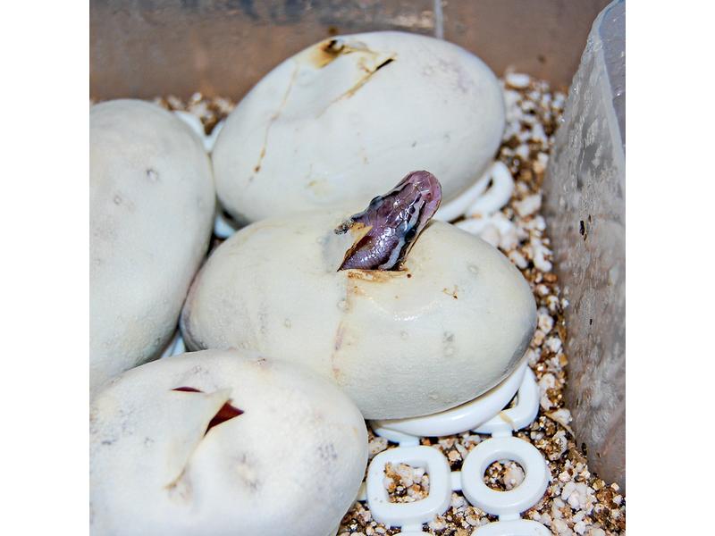 Hobby Terraristik Easy Breeder Inkubator, 48 x 25 x 51 cm Brutmaschine für Reptilien