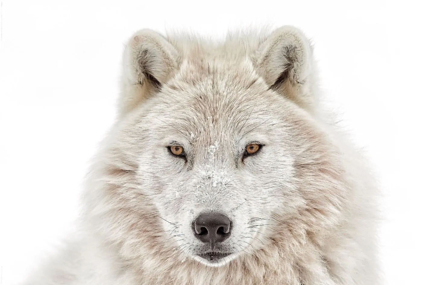 Poster Wolfskopf, 61 x 91 cm