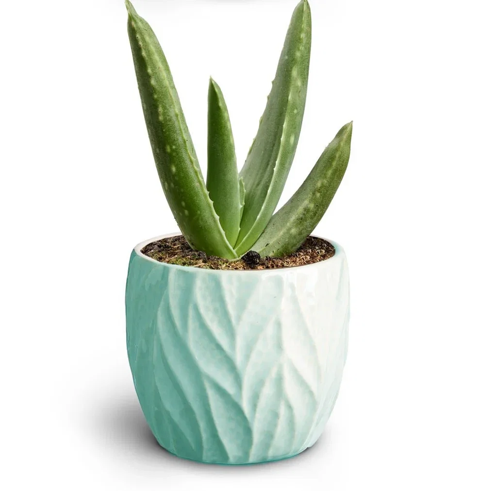 Succulent sp. Sukkulent i potte Høyde 15 cm
