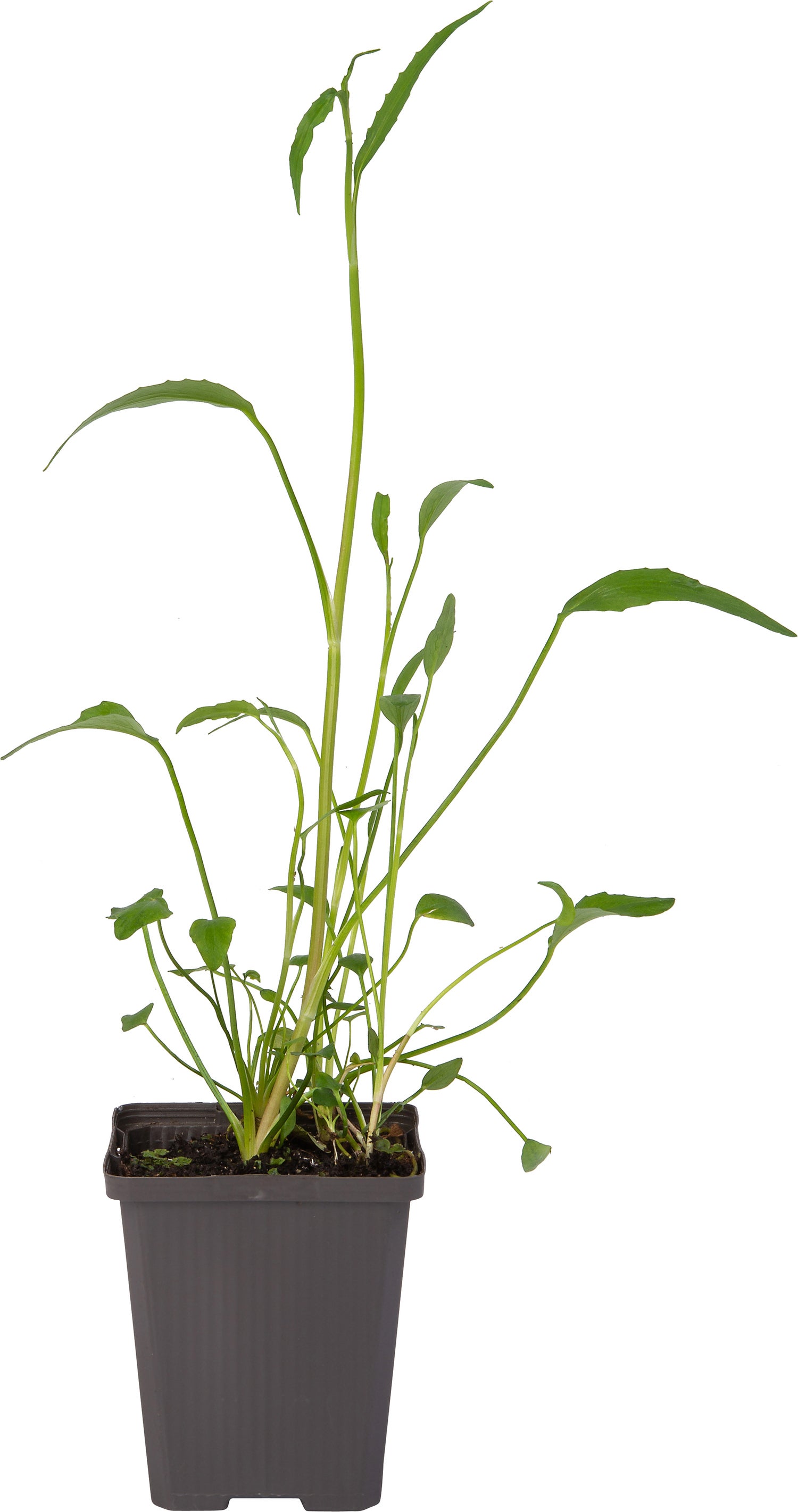 Egelboterbloem (Ranunculus flammula) D 9 H 20 cm