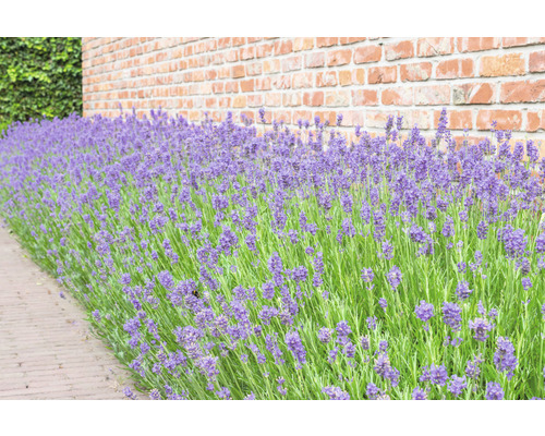Lavender FloraSelf Lavandula angustifolia H 5-20 cm