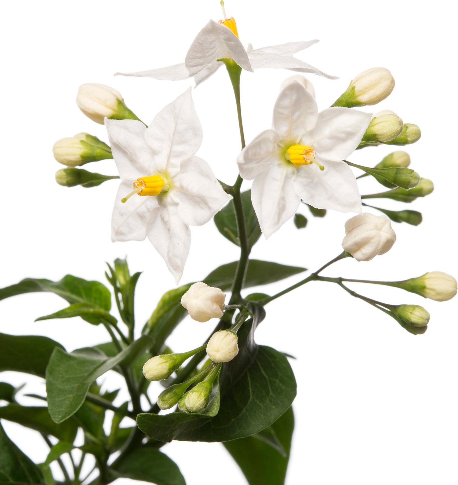 Nachtschade in hangpot (Solanum jasminoides) D 27 H 40 cm