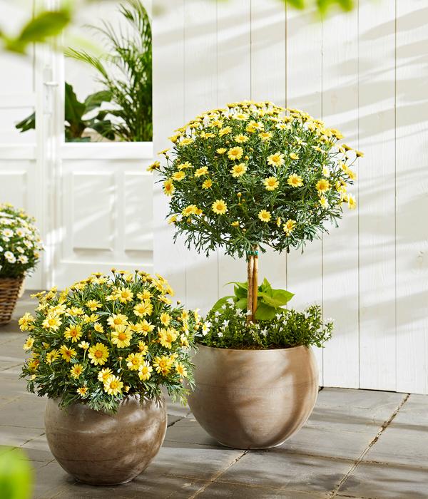 Margerite, Stämmchen, verschiedene Farben