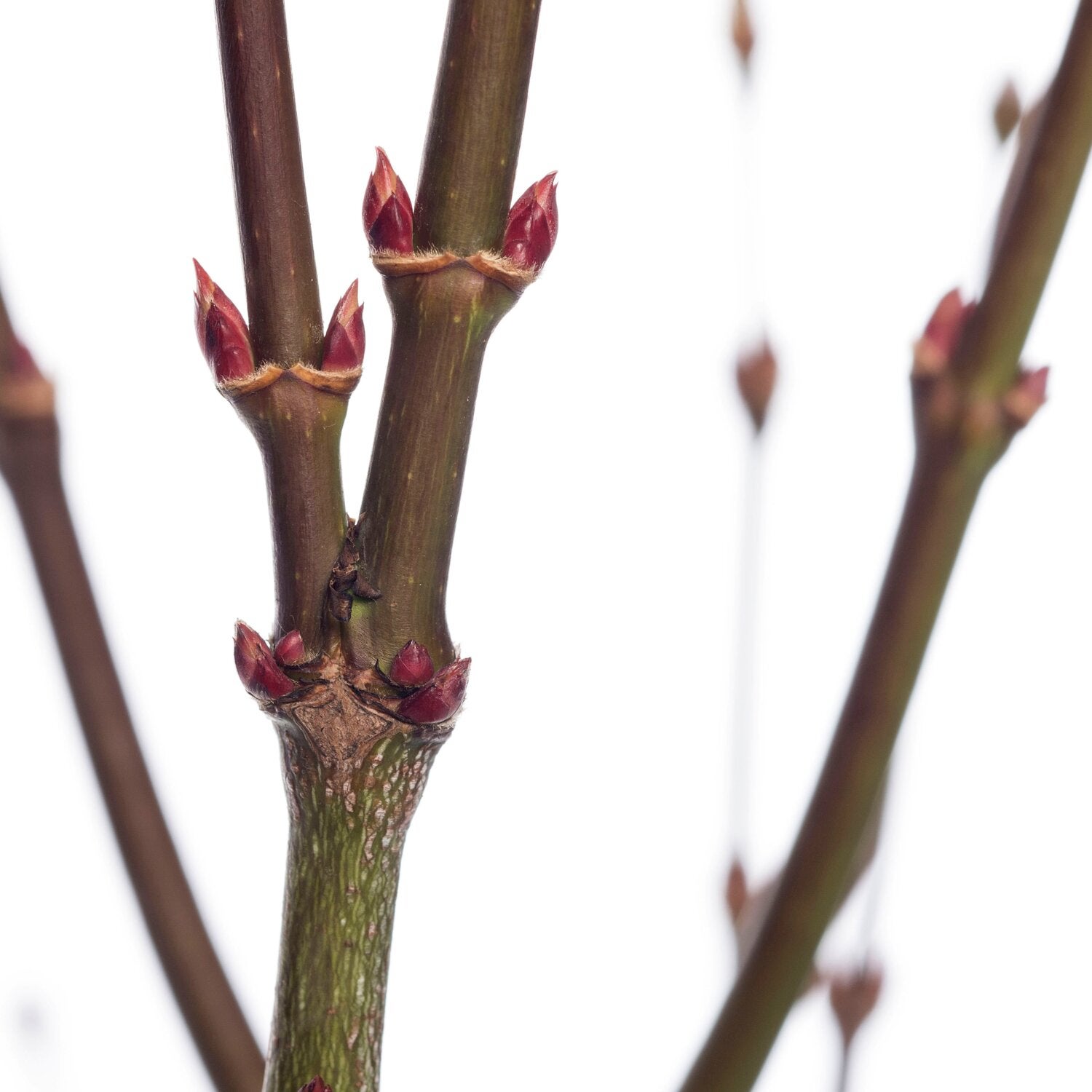 Japanse Esdoorn (Acer palmatum 'Atropurpureum') D 19 H 40 cm