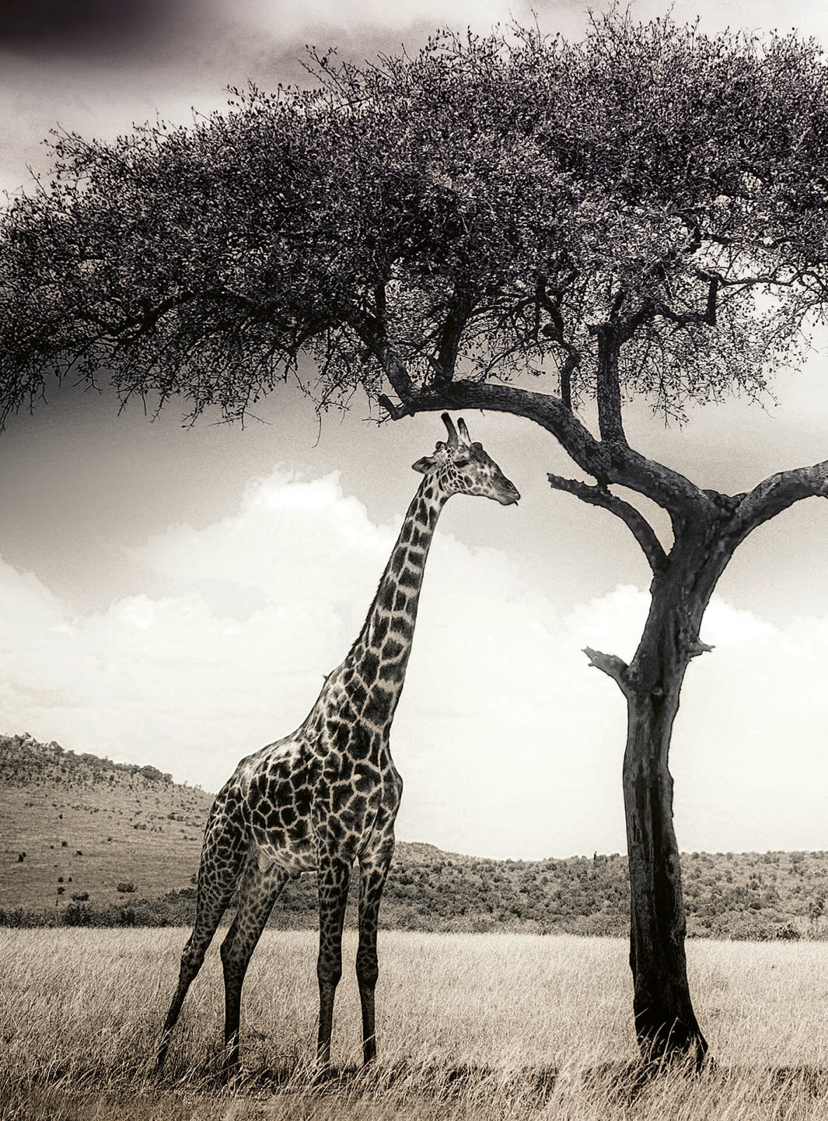 Fototapete DESIGNWALLS 2.0 - Giraffe - grau-weiß - 2,6 Meter