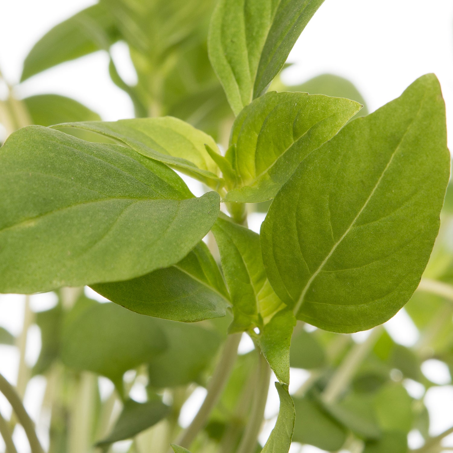 Biologische Thaise basilicum (Ocimum basilicum) D 12 H 15 cm