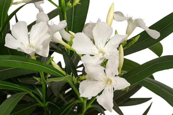 Oleander, Stämmchen, verschiedene Farben