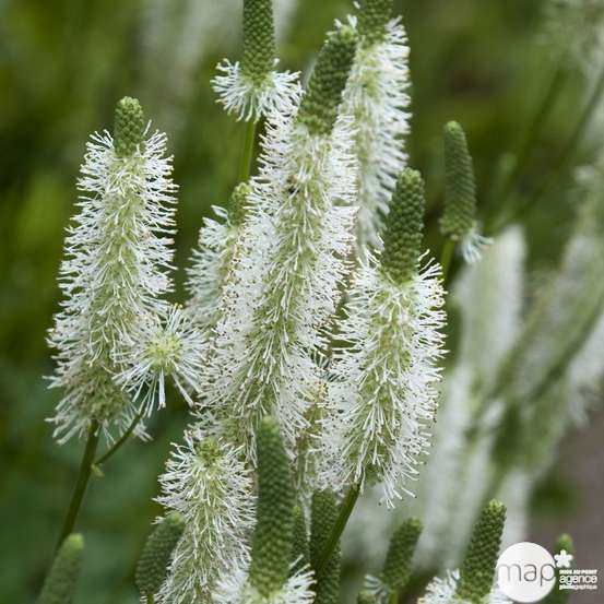 Plant de Pimprenelle AB - Godet 9cm