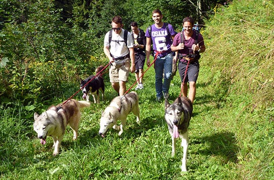 Husky-Trekking am Walensee