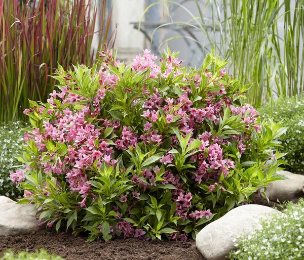 Weigelie 'Picobella'