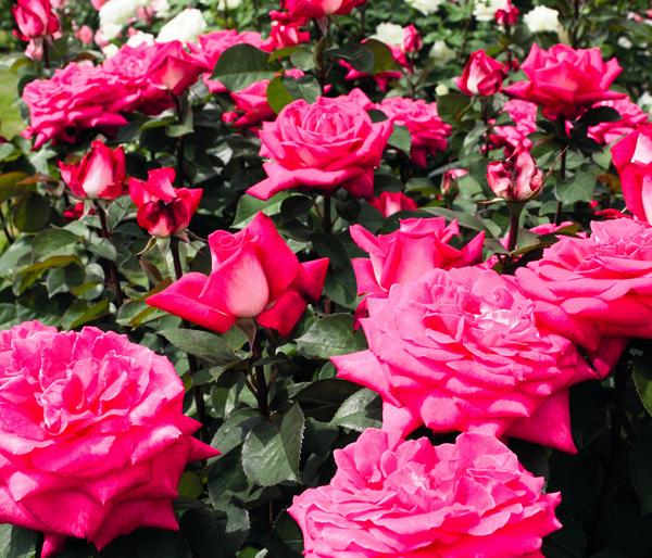 Edelrose 'Acapella®'