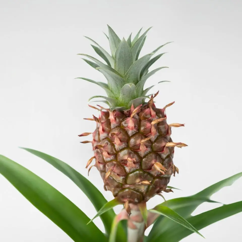 Bromelia - Ananas comosus 'Mi Amigo' - Hoogte 35-45cm - ⌀12cm