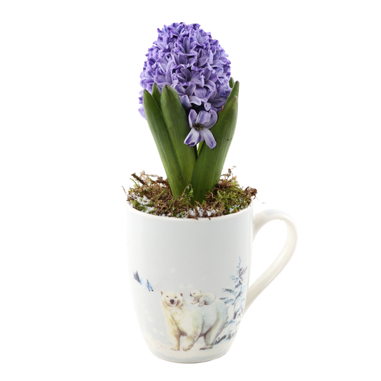 Jacinthe X1 mug décoration montagne D9