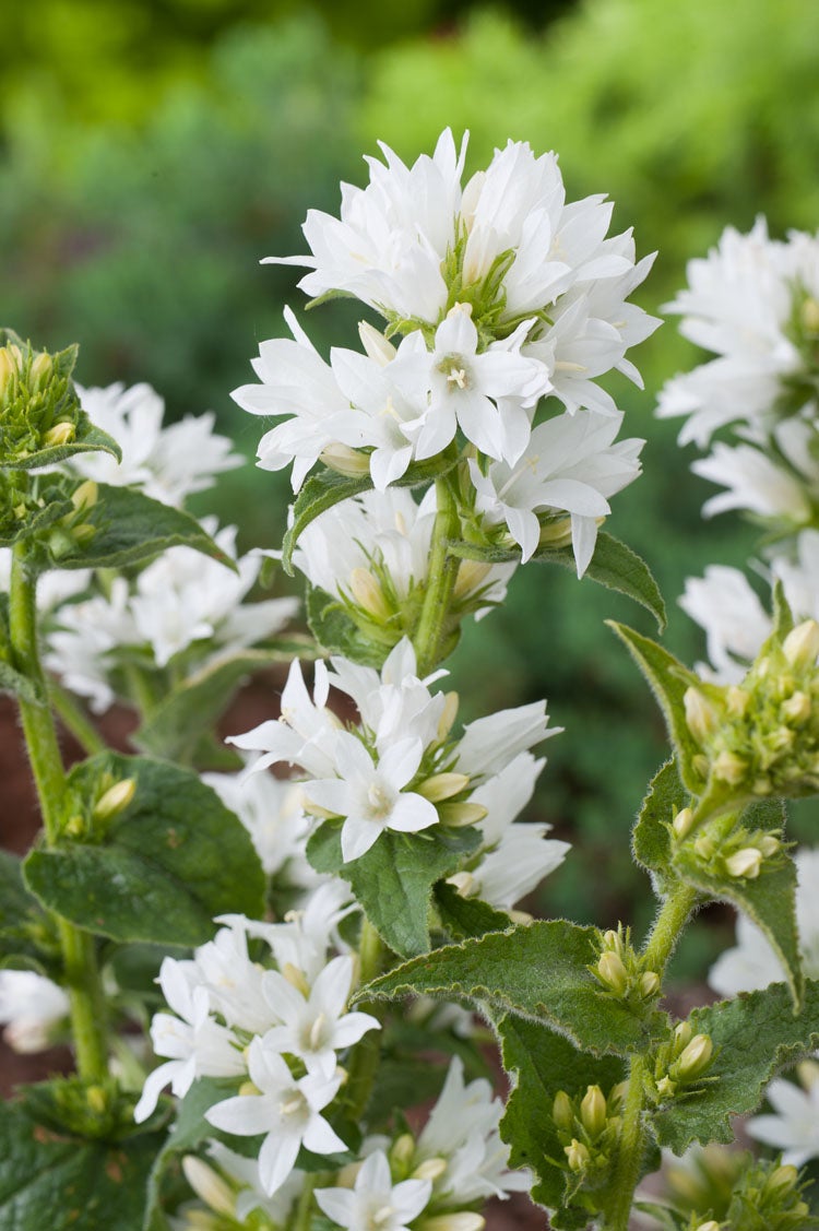 Kluwenklokje (Campanula glomerata 'Alba') D 9 H 10 cm