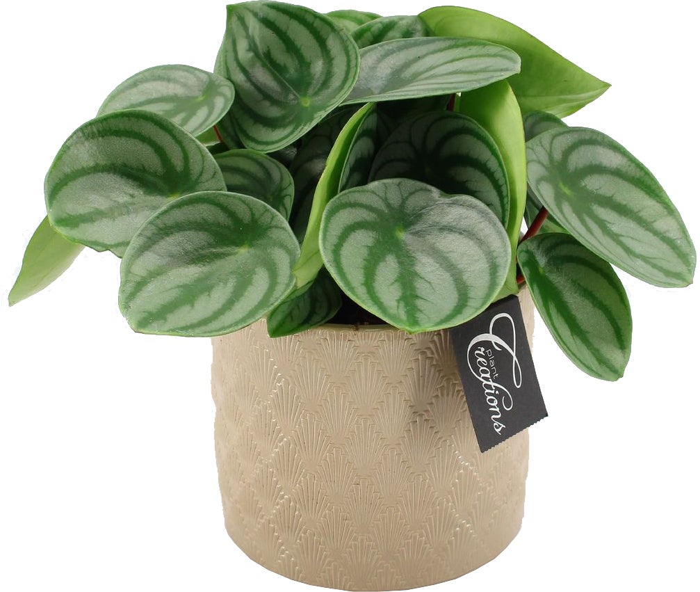 Intratuin Arrangement Crown Peperomia (Peperomia) D 14 H 20 cm