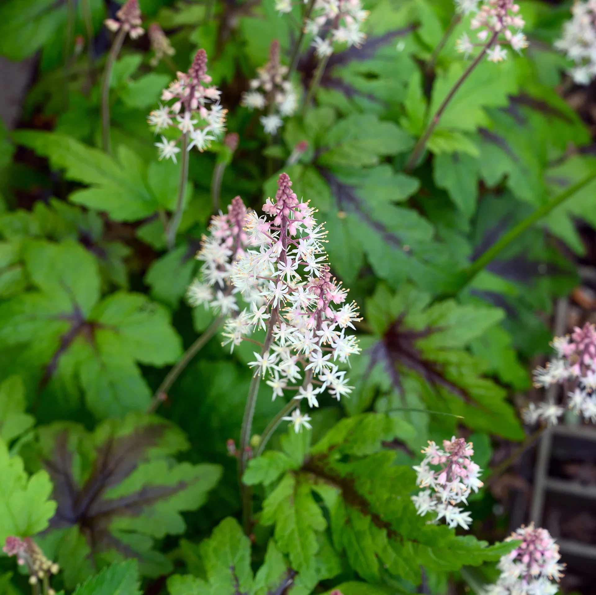 Tiarella 'Suger and Spice' Skumblomst 'Sugar and Spice' 3 L