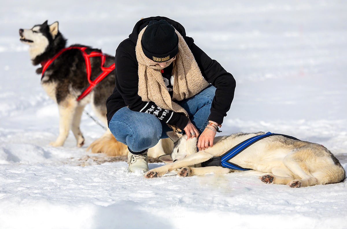 Schlittenhunde Workshop Telfs