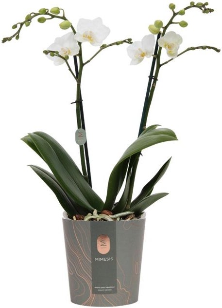 Vlinderorchidee 2 tak (Phalaenopsis multiflora) wit D 12 H 50 cm