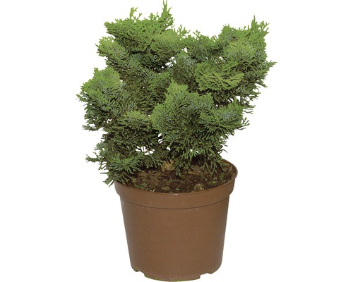 Kleine mosselcipres FloraSelf Chamaecyparis obtusa 'Nana Gracilis' H 15-20 cm Co 2 L