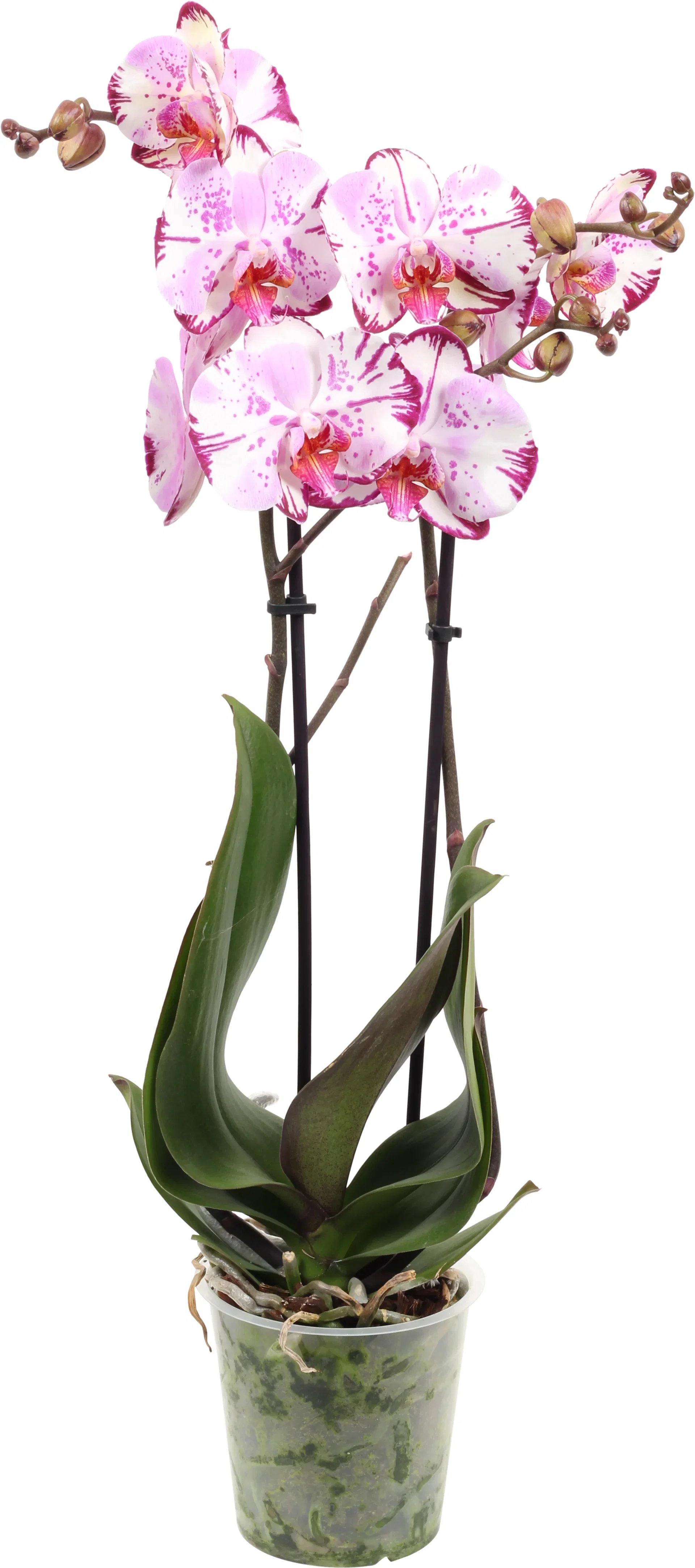 Phalaenopsis hybrid Orkidé Høyde 60-70 cm