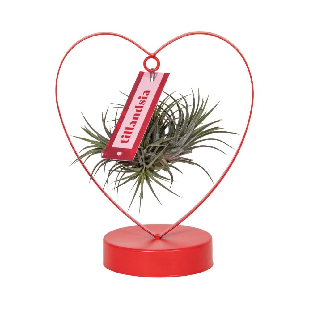 Plante d'intérieur - tillandsia ionantha silver 23.0cm