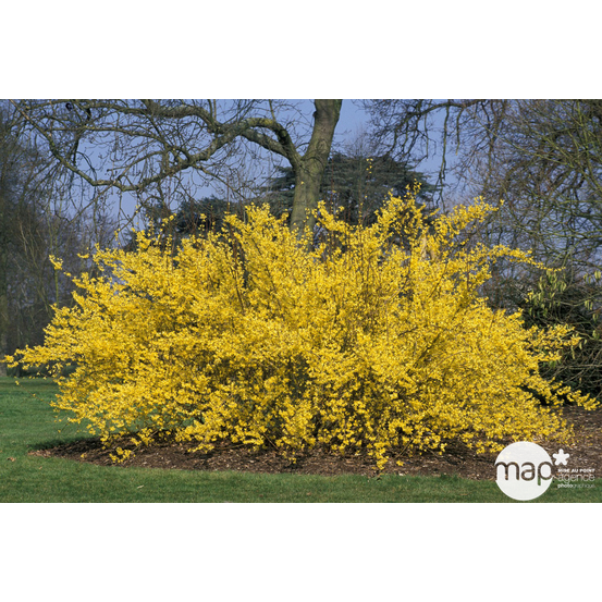 Forsythia x intermedia : H. 125/150 cm ctr 10 litres.